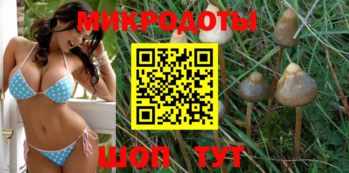 Псилоцибиновые грибы Psilocybe Избербаш